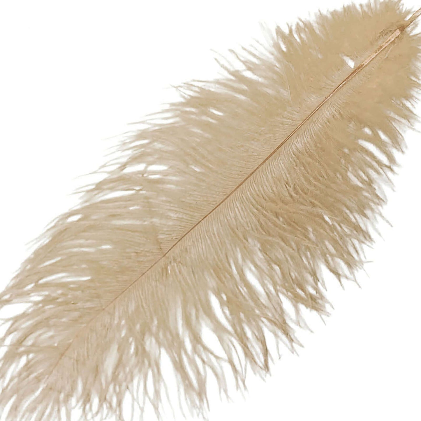 12 Pack 13"-15" Beige Natural Plume Real Ostrich Feathers, DIY Centerpiece Fillers