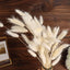 50-Pack Dried Bunny Tail Grass Natural White for Farmhouse Decor Event & Floral Displays 15"