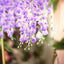 42" Silk Hanging Wisteria Flower Garland Vines in Lavender Lilac, Elaborated 5 Full Strands in 1 Bush