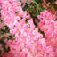 42" Silk Hanging Wisteria Flower Garland Vines in Pink, Elaborated 5 Full Strands in 1 Bush
