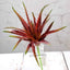 3 Pack 12" Artificial PVC Aloe Cameronii Decorative Succulent Plants