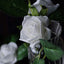 24 Roses 2" White Artificial Foam Flowers With Stem Wire and Leaves