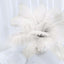 12 Pack 13"-15" Ivory Natural Plume Real Ostrich Feathers, DIY Centerpiece Fillers