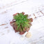 3-Pack Minibelle, Elegans & Grassneri Artificial Succulents in Ceramic Pot - Lifelike Decorative Faux Plants for Home Office & Event Design 5"