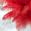 12 Pack 13"-15" Red Natural Plume Real Ostrich Feathers, DIY Centerpiece Fillers