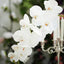 2 Stems 40" Tall White Artificial Silk Orchid Flower Bouquets