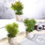 3-Pack Crassula Artificial Succulents in Geometric Ceramic Pot - Lifelike Decorative Faux Plants for Home Office & Event Design 8"