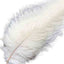 12 Pack 13"-15" White Natural Plume Real Ostrich Feathers, DIY Centerpiece Fillers