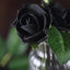 24 Roses 2" Black Artificial Foam Flowers With Stem Wire and Leaves
