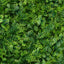 11 Sq ft. Green Boxwood Hedge Locust and Cypress Garden Wall Backdrop Mat - 4 Artificial Panels