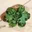 3 Pack 6" Artificial PVC Wavy Kalanchoe Decorative Succulent Plants