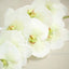 2 Stems 40" Tall Cream Artificial Silk Orchid Flower Bouquets