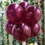 25 Pack 12" Shiny Pearl Eggplant Latex Helium or Air Balloons