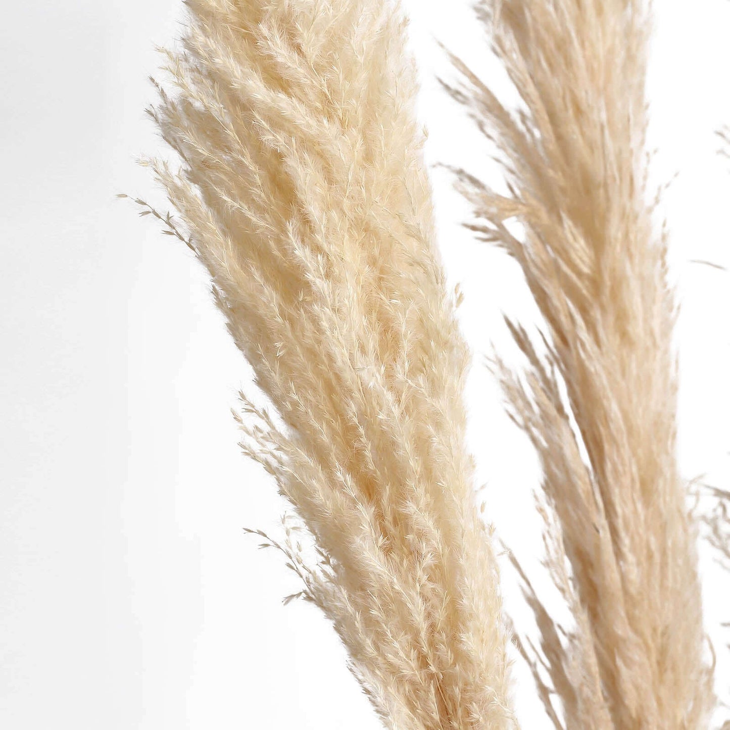 6 Stems Natural Dried Pampas Grass Decor Wheat Tint - Tall Plant Sprays for Boho Chic Vase Displays Backdrops & Event Styling 49"