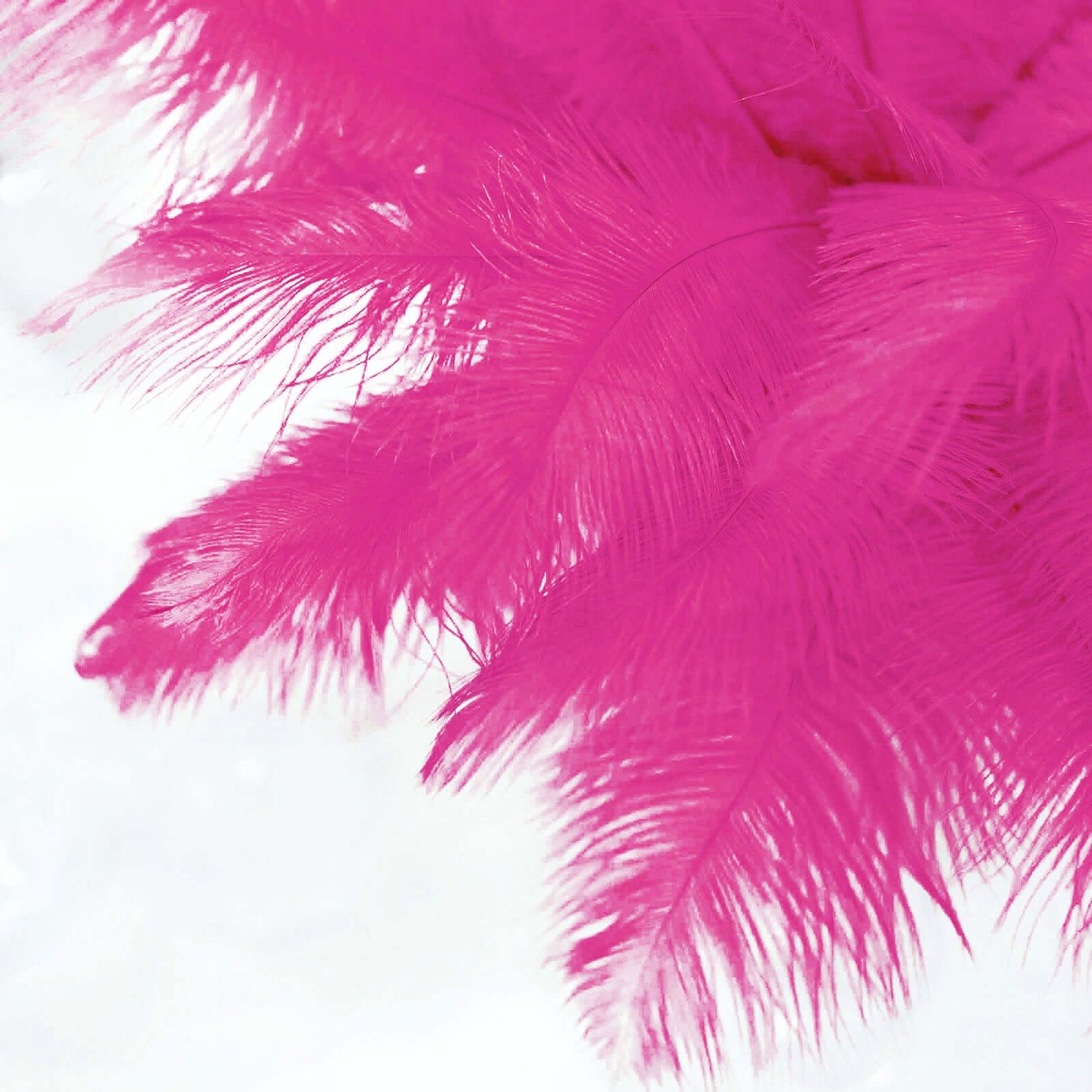12 Pack 13"-15" Fuchsia Natural Plume Real Ostrich Feathers, DIY Centerpiece Fillers