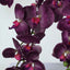 2 Stems 40" Tall Eggplant Artificial Silk Orchid Flower Bouquets