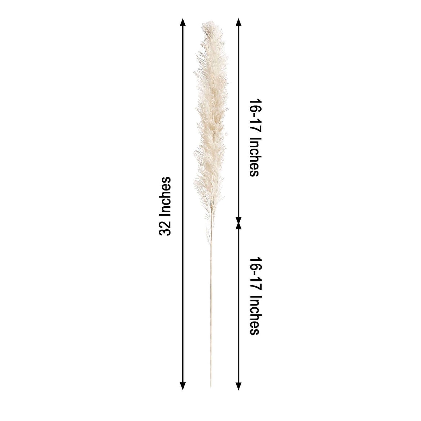 6 Stems Natural Dried Pampas Grass Decor Off White Tint - Versatile Plant Sprays for Boho Chic Vase Displays Backdrops & Event Styling 32"
