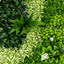 Artificial Boxwood Greenery Wall Panels, 40"Ã—40" Grass Panels with Variegated Leaves and White Flowers, UV-Protected Backdrop for Outdoor Decor â€“ 2 Panels, Covers 22 Sq. Ft.