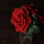 24 Roses 5" Red Artificial Foam Flowers With Stem Wire and Leaves