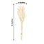 50-Pack Dried Bunny Tail Grass Natural White for Farmhouse Decor Event & Floral Displays 15"