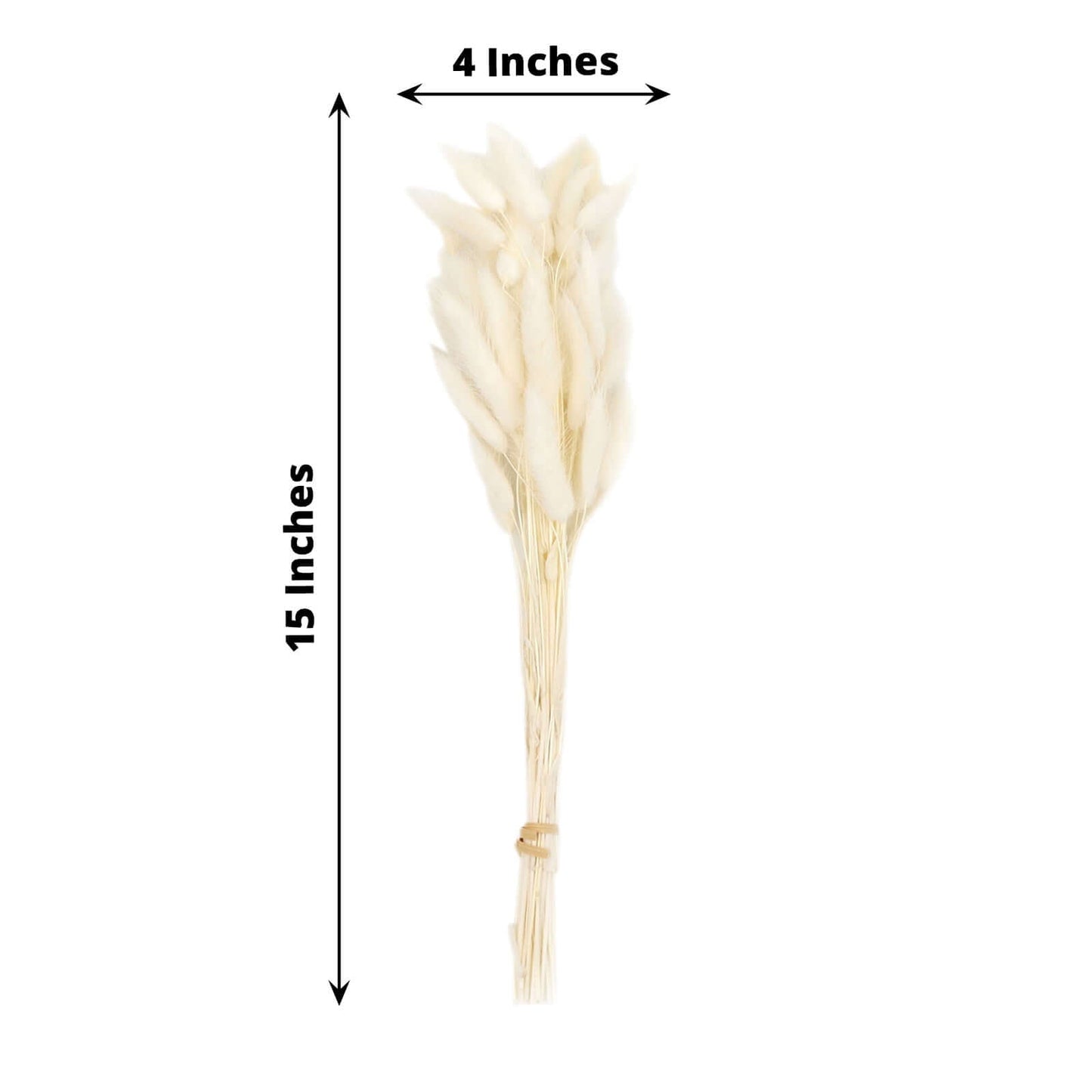 50-Pack Dried Bunny Tail Grass Natural White for Farmhouse Decor Event & Floral Displays 15"