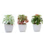 3-Pack Minibelle, Elegans & Grassneri Artificial Succulents in Ceramic Pot - Lifelike Decorative Faux Plants for Home Office & Event Design 5"