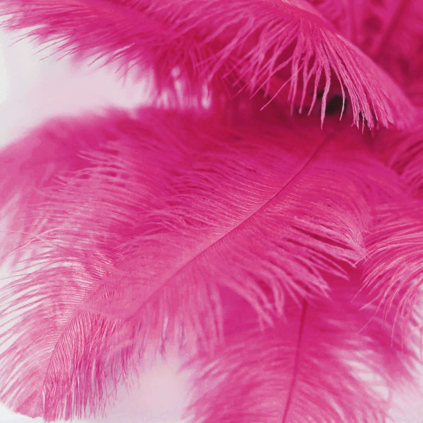 12 Pack 13"-15" Fuchsia Natural Plume Real Ostrich Feathers, DIY Centerpiece Fillers