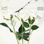 31" 24Pcs Cream Long Stem Artificial Silk Roses Flowers
