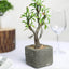 Willow Tree Artificial Succulents in Concrete Pot - Lifelike Decorative Faux Plants for Home Office & Event Design 9"