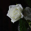 24 Roses 2" Ivory Artificial Foam Flowers With Stem Wire and Leaves