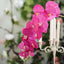 2 Stems 40" Tall Fuchsia Artificial Silk Orchid Flower Bouquets