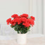 12 Bushes Red Artificial Silk Chrysanthemum Flower Bouquets