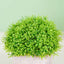 2 Plant Set Artificial Boxwood Topiary Ball 5" - Maintenance Free Mini Faux Potted Greenery Decor