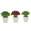 3-Pack Joy Sedum Artificial Succulents in Ceramic Pots - Lifelike Decorative Faux Plants for Home Office & Event Design 6"