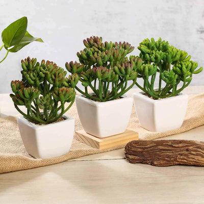 3-Pack Stonecrop Artificial Succulents in Ceramic Pots - Lifelike Decorative Faux Plants for Home Office & Event Design 7"