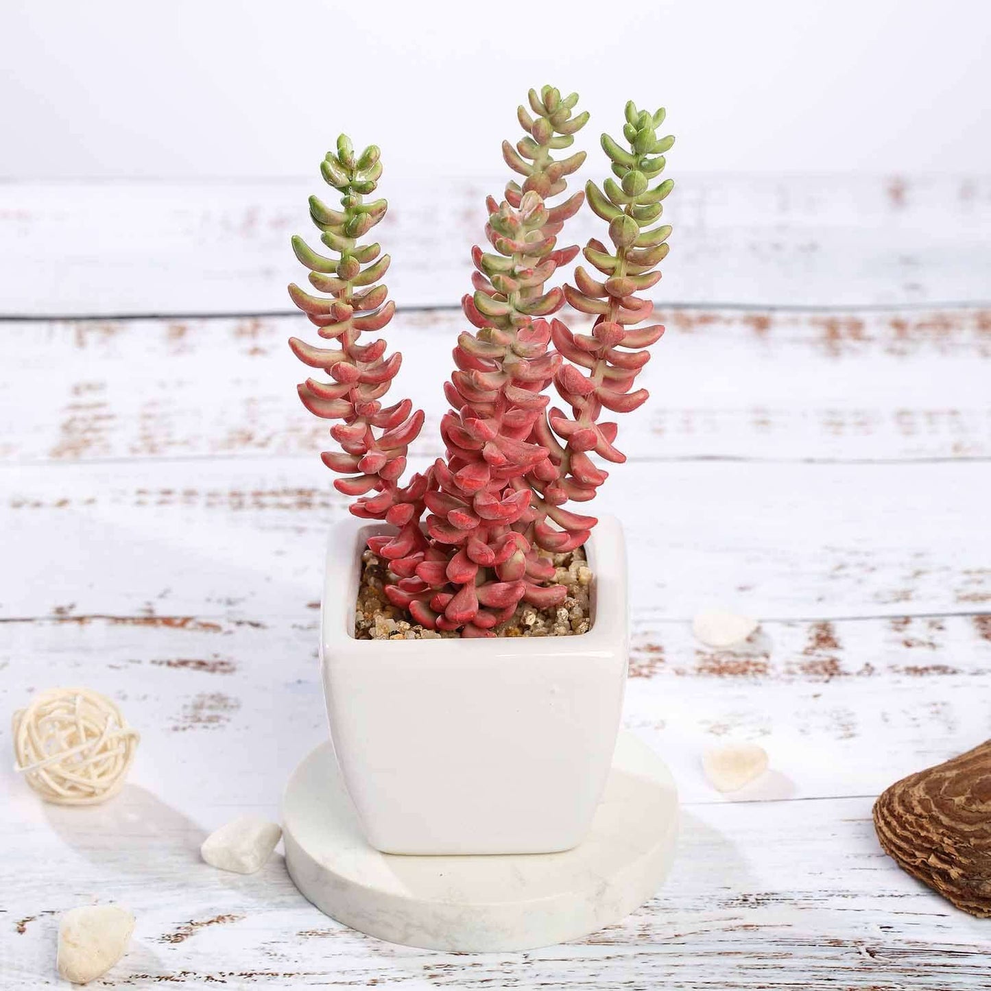 3-Pack Sedum Artificial Succulents in Ceramic Pot - Lifelike Decorative Faux Plants for Home Office & Event Design 8"