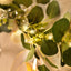 Lighted Greenery Garland with Eucalyptus & Peonies, 5.5ft Battery-Powered Greenery for Fireplace, Table & Event Styling