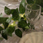 6ft Lighted Rose Leaf Vine, Artificial Greenery Garland String Lights for Home & Wedding Decor
