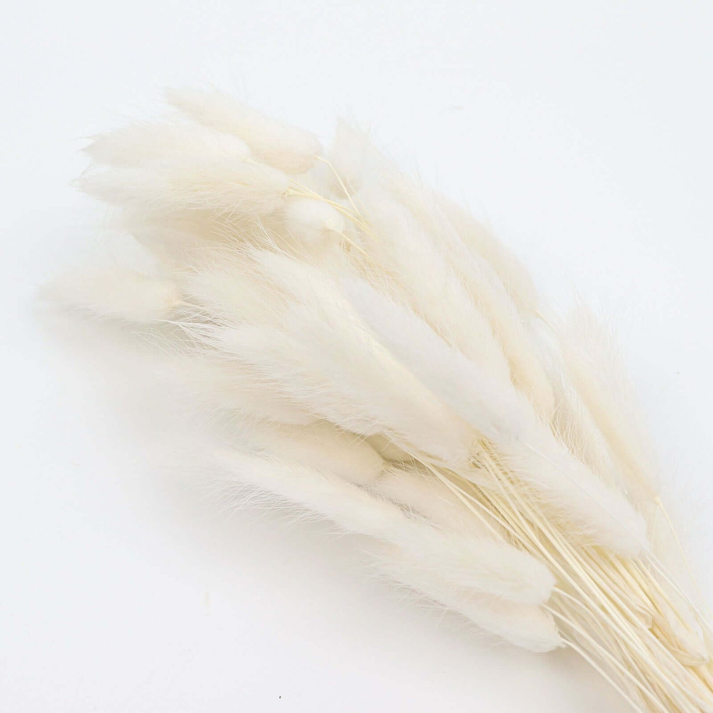 50-Pack Dried Bunny Tail Grass Natural White for Farmhouse Decor Event & Floral Displays 15"