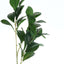 2 Stems 26" Green Artificial Lemon Leaf Branches Faux Greenery Plant