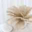 12 Pack 13"-15" Beige Natural Plume Real Ostrich Feathers, DIY Centerpiece Fillers