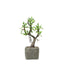 Willow Tree Artificial Succulents in Concrete Pot - Lifelike Decorative Faux Plants for Home Office & Event Design 9"