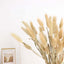 50-Pack Dried Bunny Tail Grass Natural - Rustic Chic Lagurus Ovatus Rabbit Tail Ornamental Grass for Modern Farmhouse Decor Event Styling & Floral Displays 15"