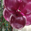 25 Pack 12" Shiny Pearl Eggplant Latex Helium or Air Balloons