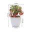 3-Pack Minibelle, Elegans & Grassneri Artificial Succulents in Ceramic Pot - Lifelike Decorative Faux Plants for Home Office & Event Design 5"