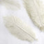 12 Pack 13"-15" Ivory Natural Plume Real Ostrich Feathers, DIY Centerpiece Fillers