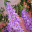 42" Silk Hanging Wisteria Flower Garland Vines in Lavender Lilac, Elaborated 5 Full Strands in 1 Bush