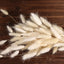 50-Pack Dried Bunny Tail Grass Natural White for Farmhouse Decor Event & Floral Displays 15"