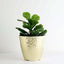 11" Gold Hammered Design Large Indoor Flower Plant Pot, Decorative Greenery Planter