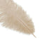 12 Pack 13"-15" Beige Natural Plume Real Ostrich Feathers, DIY Centerpiece Fillers